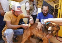 Vacinação antirrábica para cães e gatos será realizada em Sobradinho neste sábado (23)